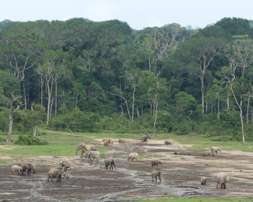 Dzanga Sangha Protected Area, Central African Republic