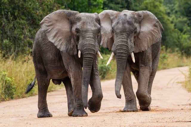 Two elephants on a dirt road in Kafue National Park, Zambia.