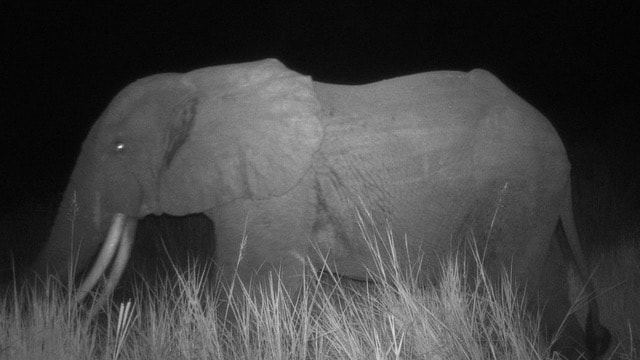 Camera trap image of elephant with darkness behind it