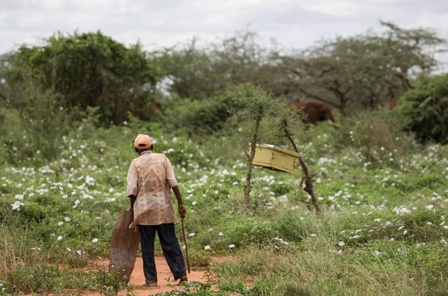 A farmer in his field holding a metal sheet with an elephant in the background