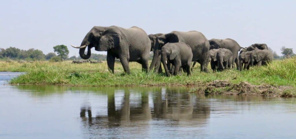 Elephants standing on grass next to water