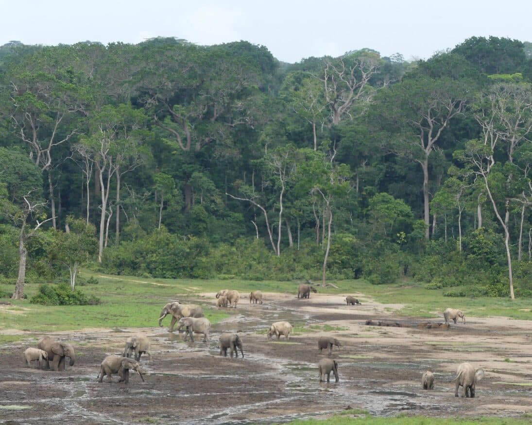 Protecting Elephant Habitat | ECF