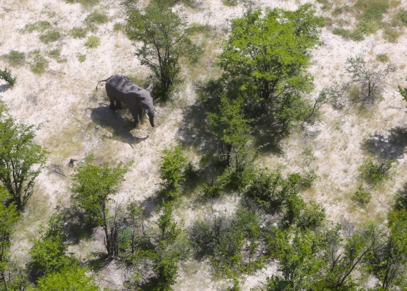 Aerial view of an elephant in a grassy area with some small trees.