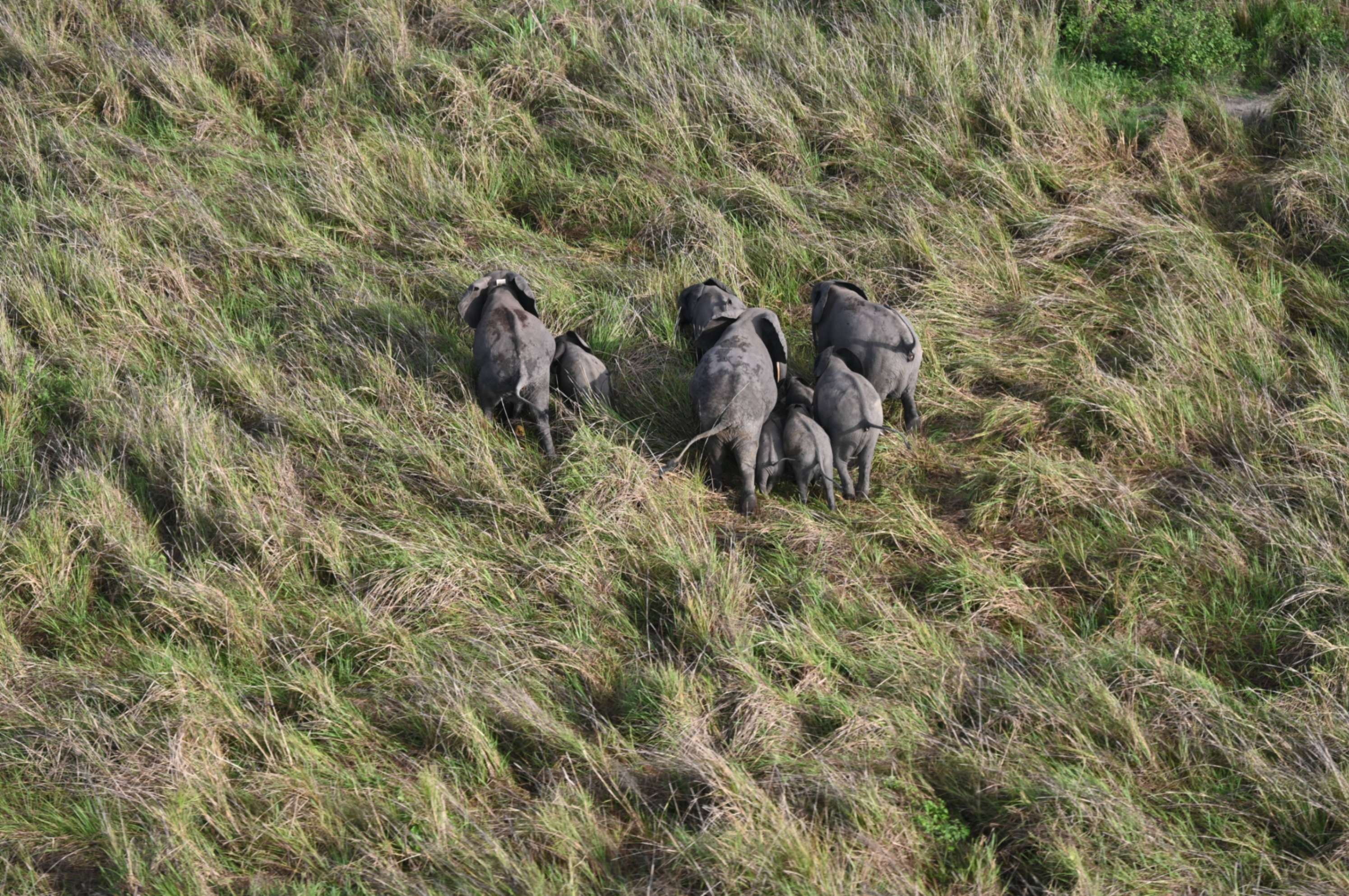 A small herd of elephants on grassland, seen from above.