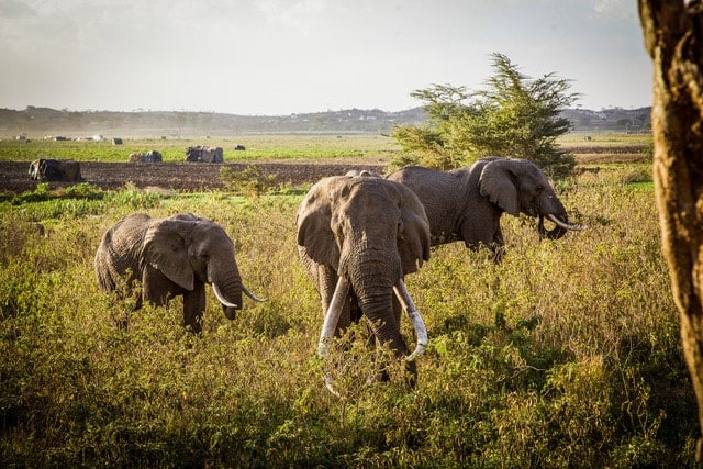 Elephants eating crops in Kenya