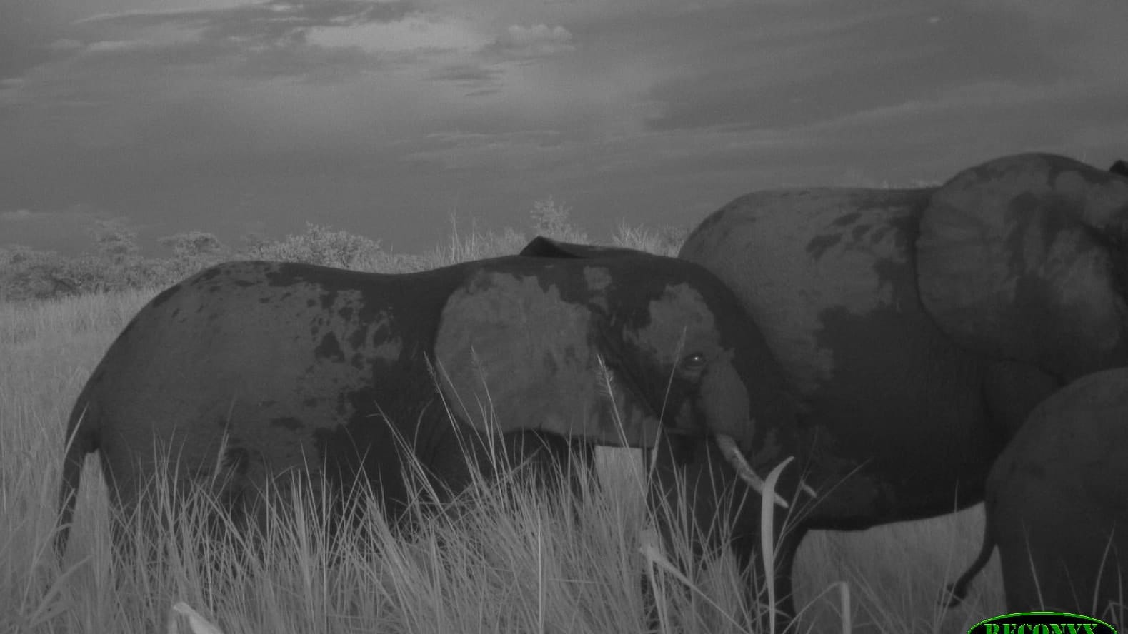 A black and white image of three elephants walking through grass.