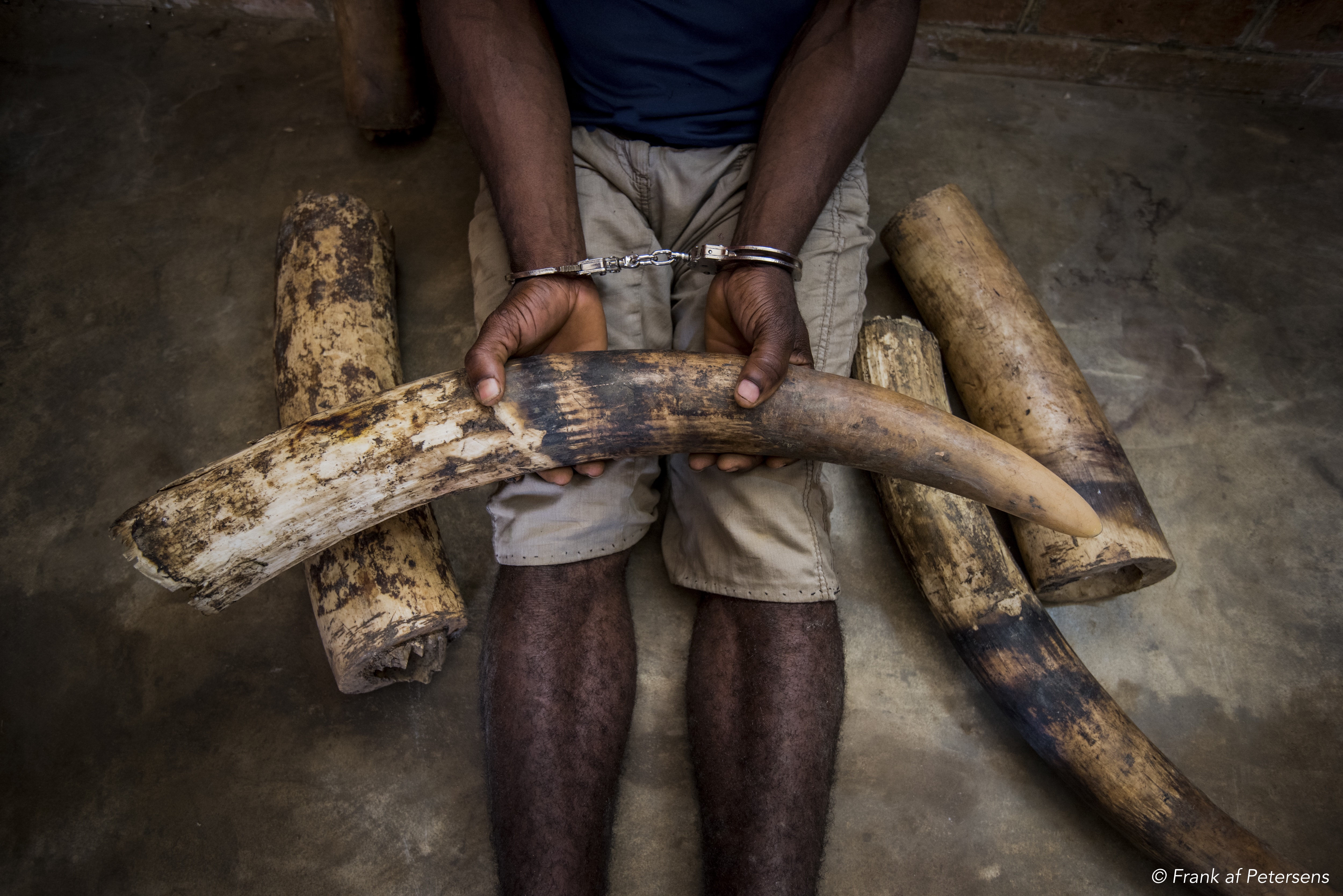 A seated man in handcuffs holds an elephant tusk.