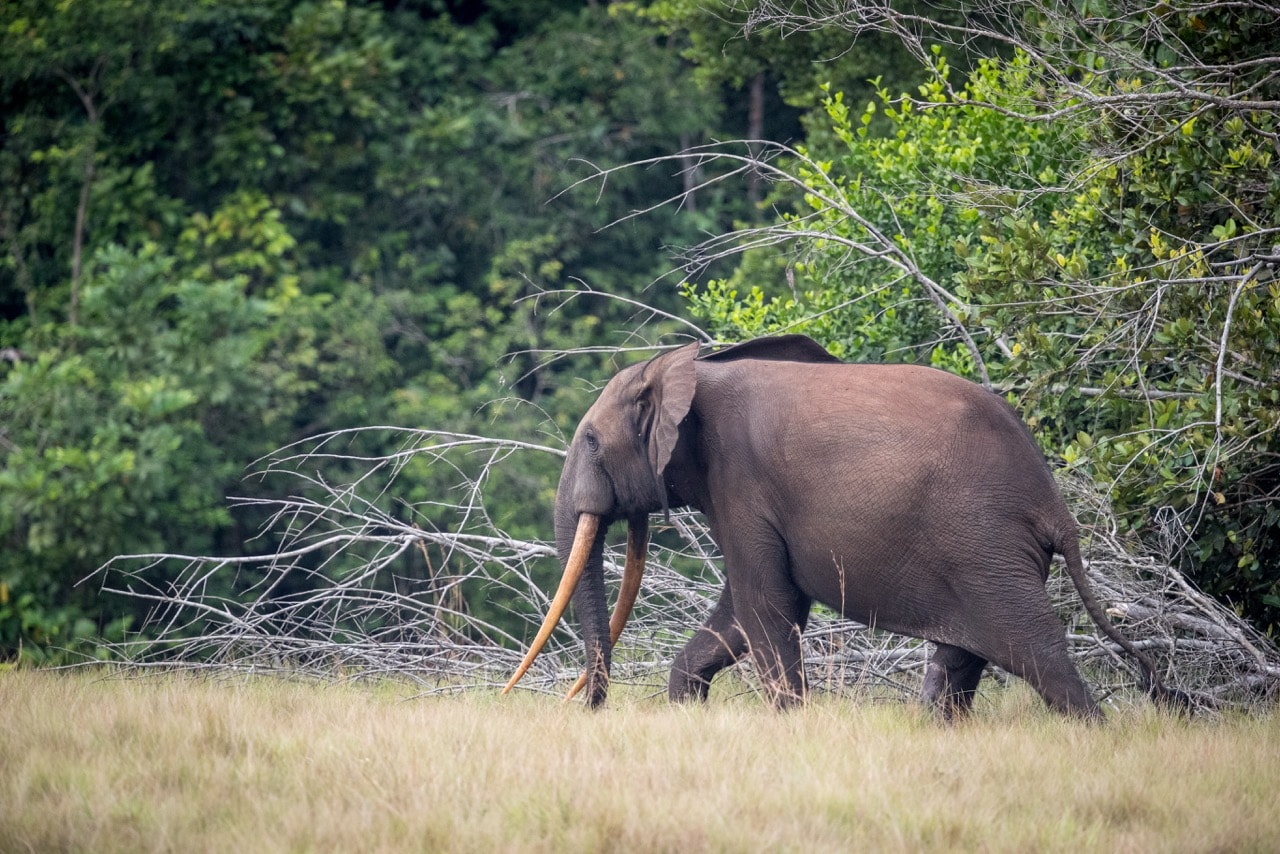 An elephant walking with a forest in the background.
