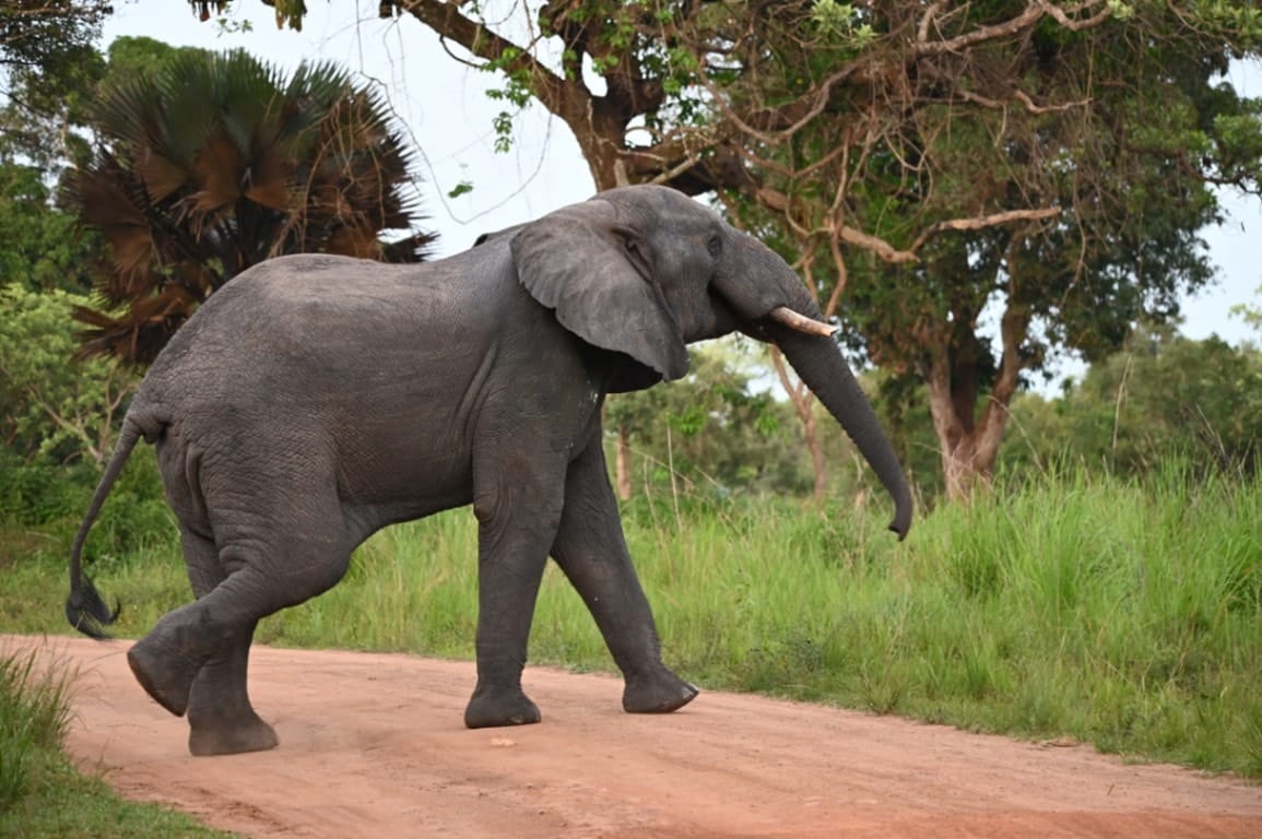 Elephant walking across a dirt road.