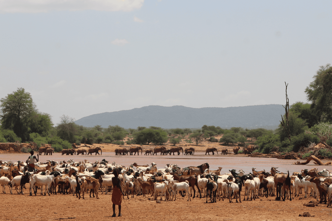 Livestock and elephants next to a water source in Samburu, Kenya