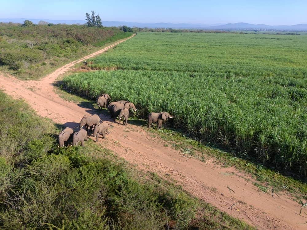 Aerial view of a small group of elephants on a dirt road next to fields of crops.