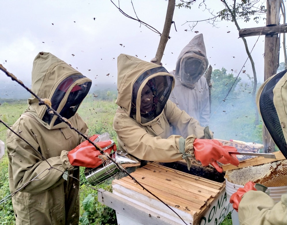 Women beekeepers working with beehives.