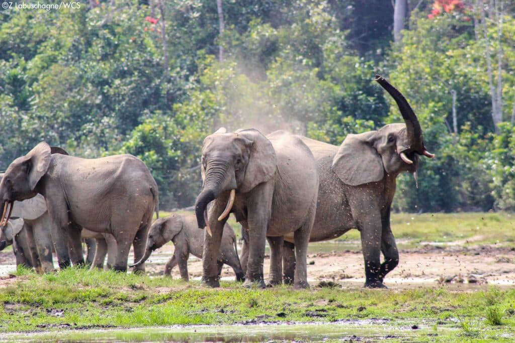 A small group of elephants near a water hole
