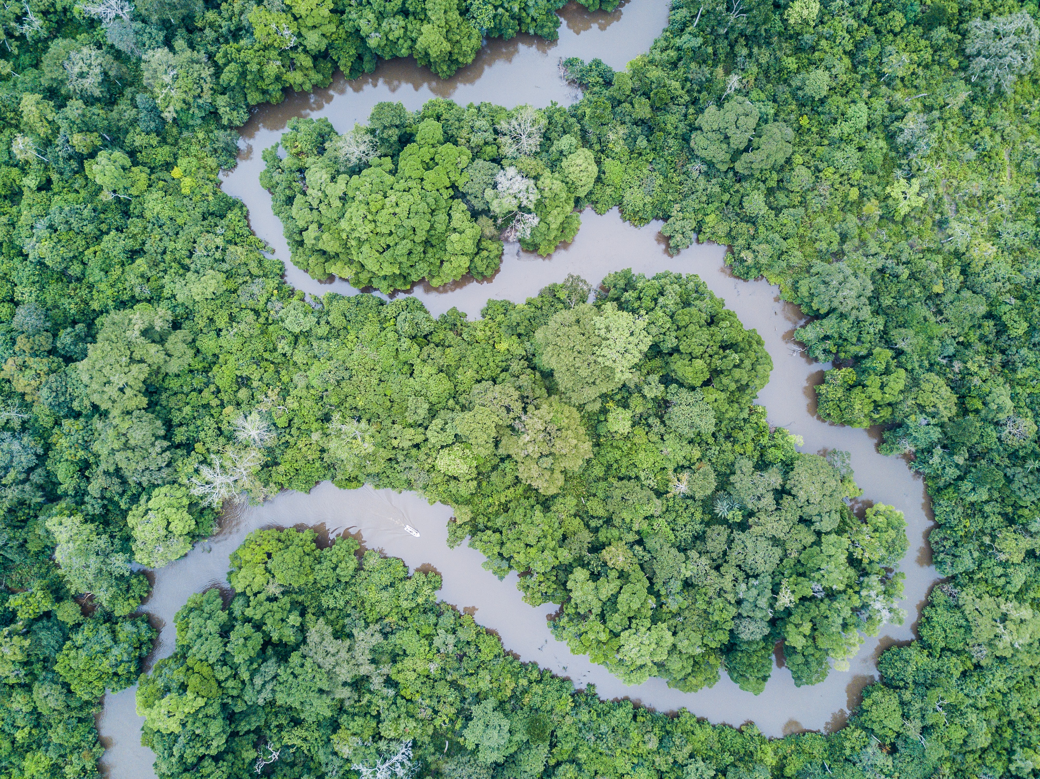 Aerial view of river meandering through dense forest.