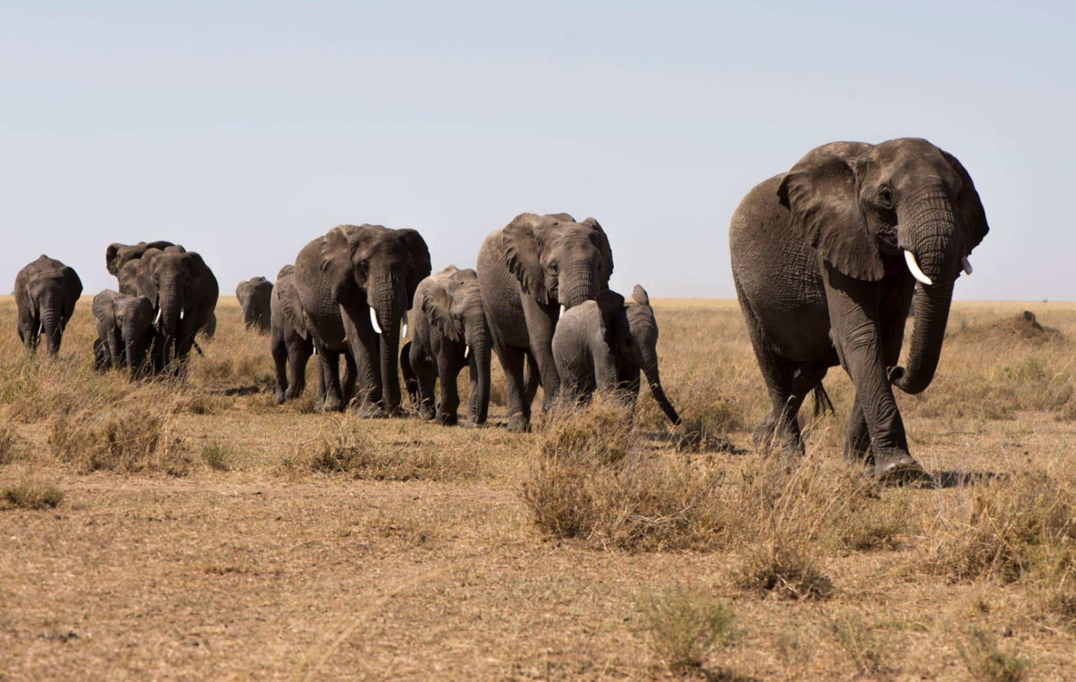 A herd of elephants walking on grassland.