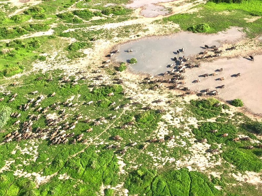 Aerial view of grassland and water and animals.