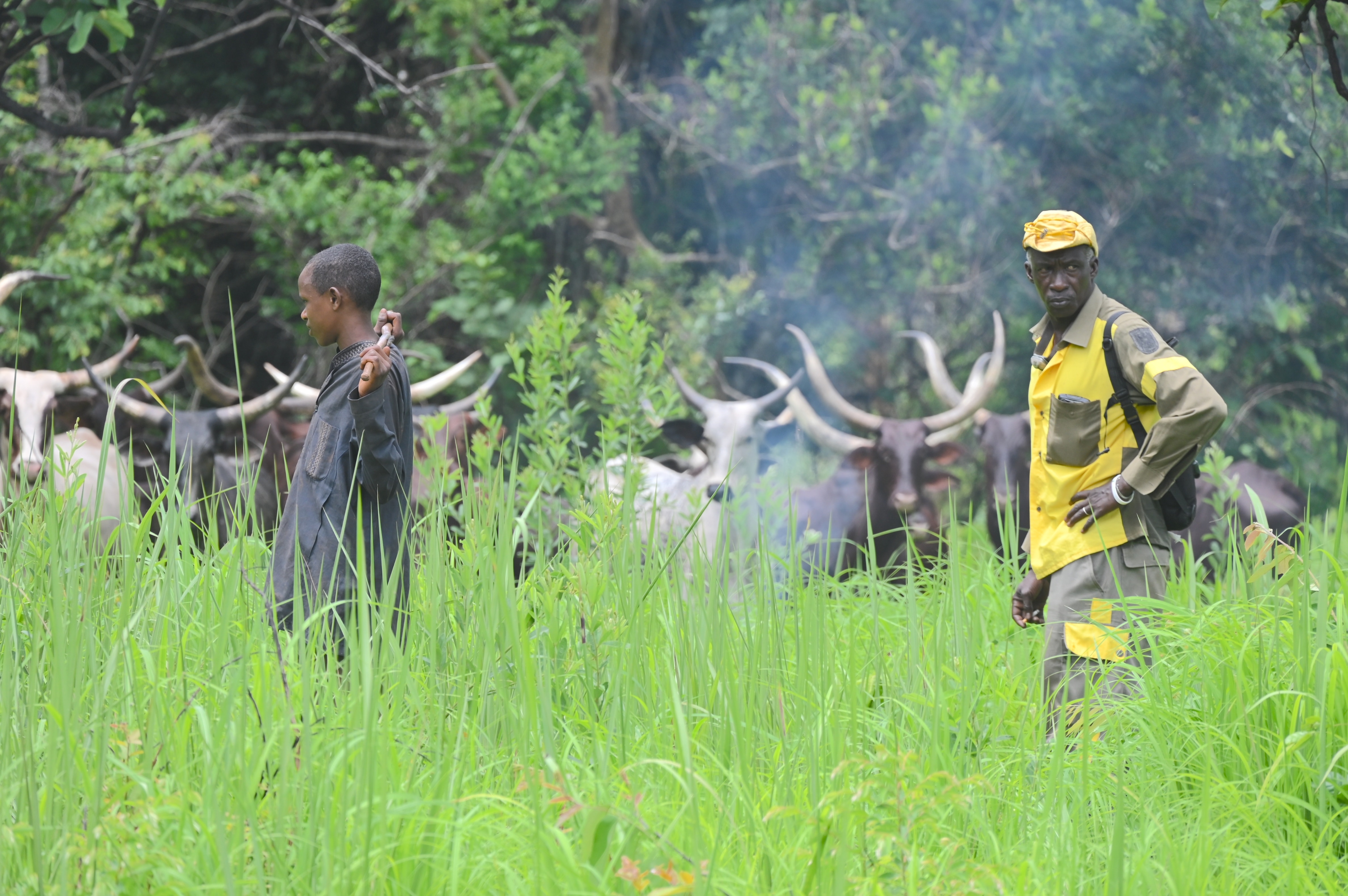 Two men stand in front of cattle near a forest.