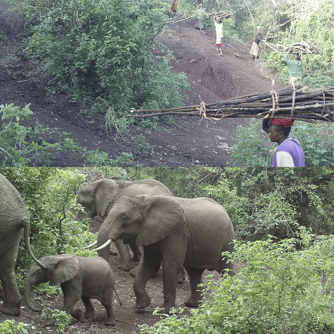 Camera trap images showing women and children collecting firewood, and elephants traveling through the same stretch of the corridor.
