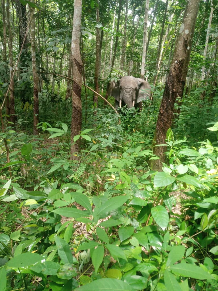 An elephant partially obscured by tree trunks and foliage.