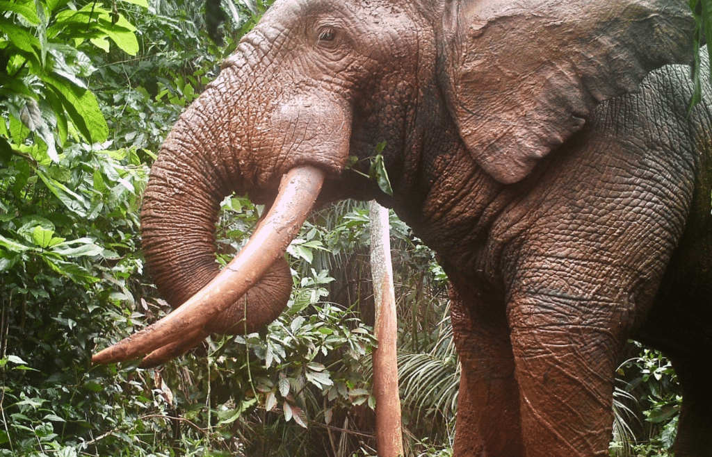 A camera trap image of one of Côte d’Ivoire’s few remaining elephants. © Ivorien Office of Parks and Reserves