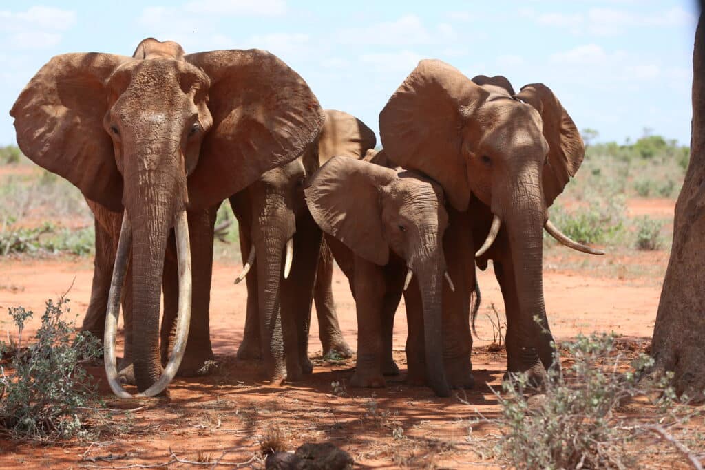 Four elephants stand together. One has tusks which reach the ground.