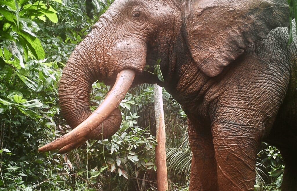Camera trap image of forest elephant from Cote d'Ivoire