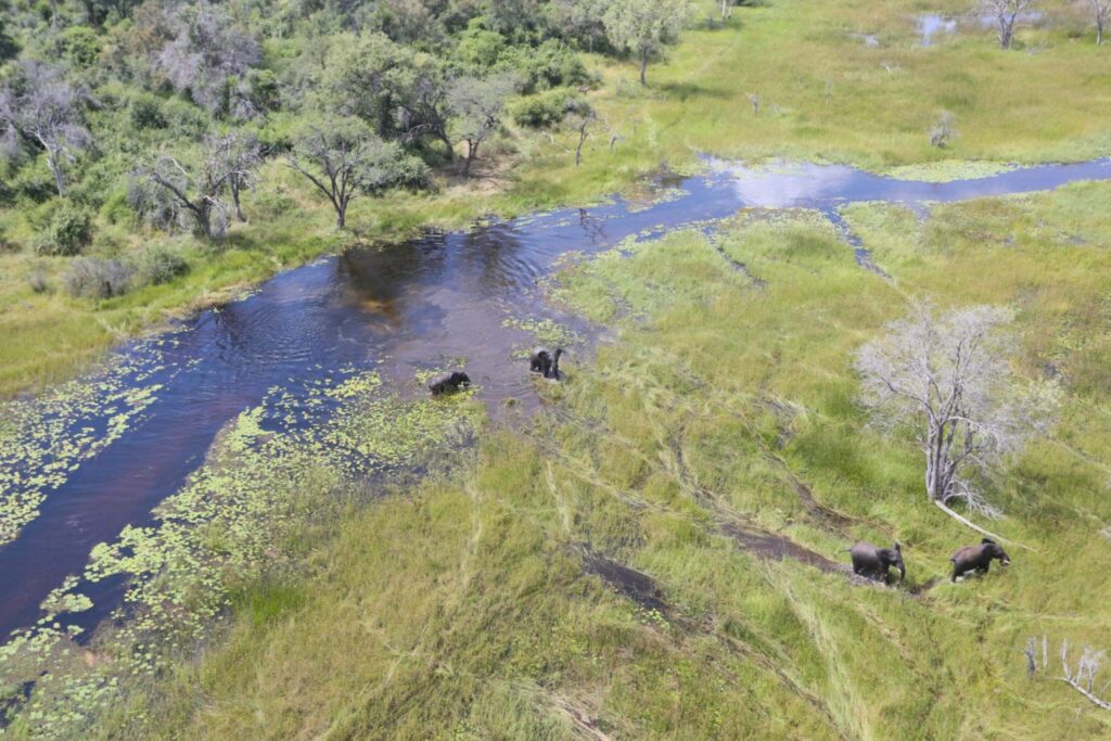 Elephants in a channel in Botswana