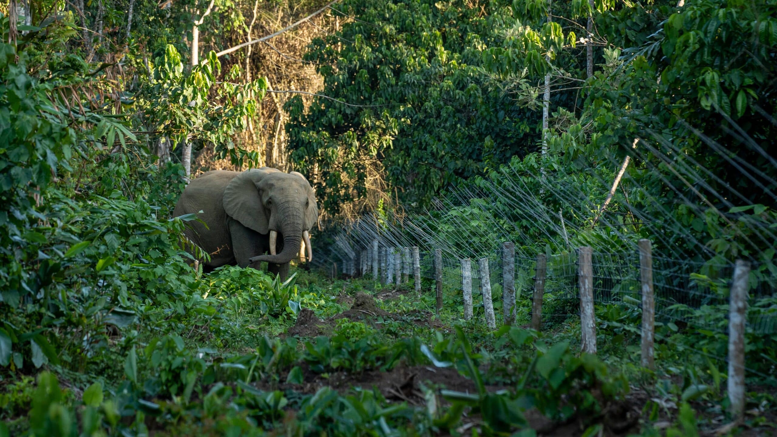 Forest elephant status in Odzala Congo | ECF