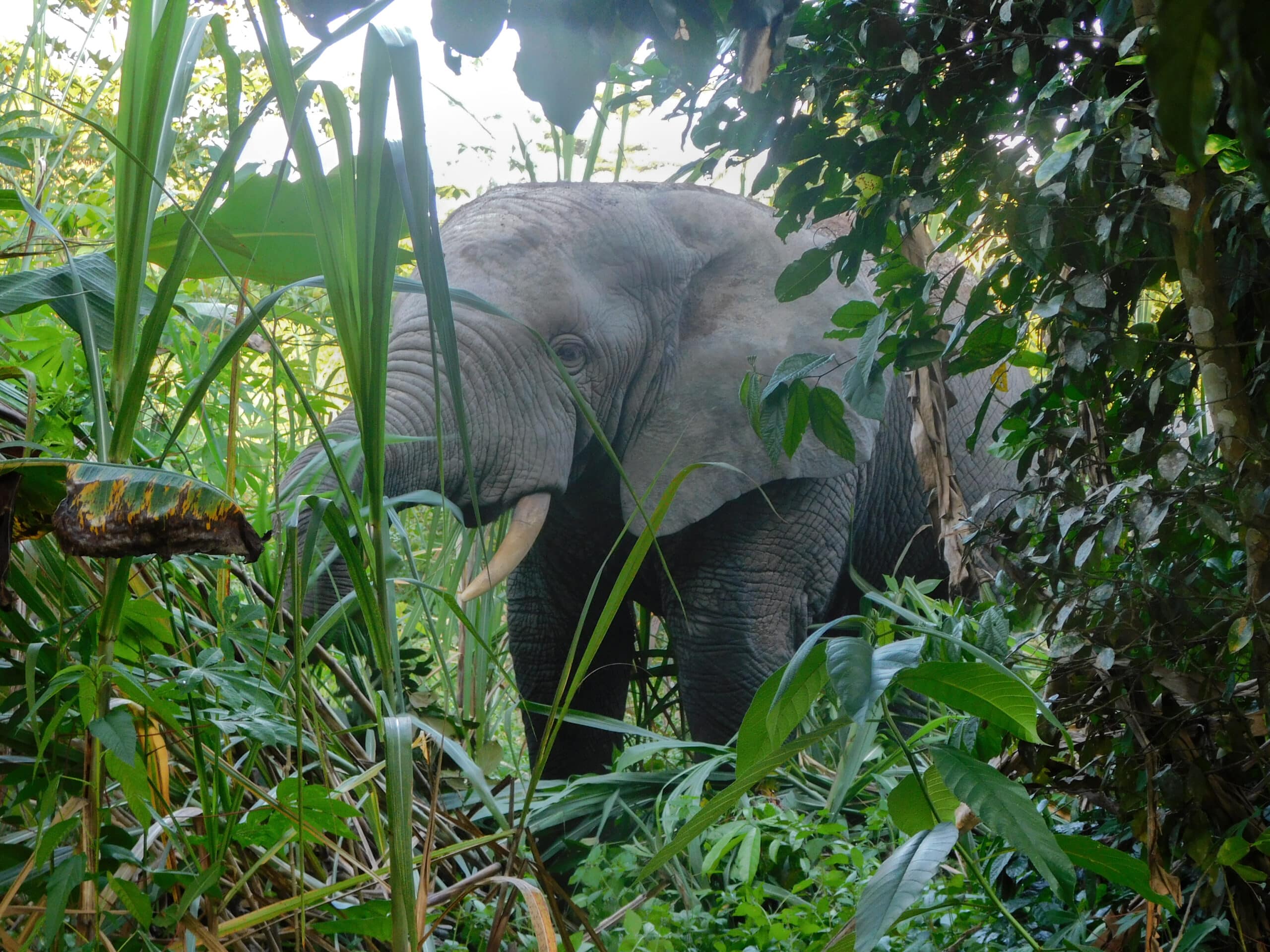 Bee buzzing sound repels elephants in Liberia | ECF