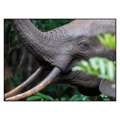 Image for choice number 4